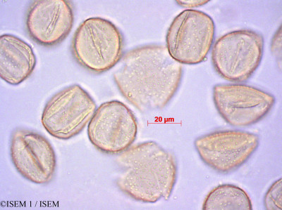 ISEM 1/Carpobrotus_edulis_29171/Carpobrotus_edulis_29171_0001(copy)_thumb.jpg